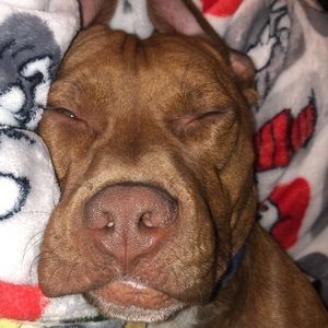 Meet your Posher, Lizzy